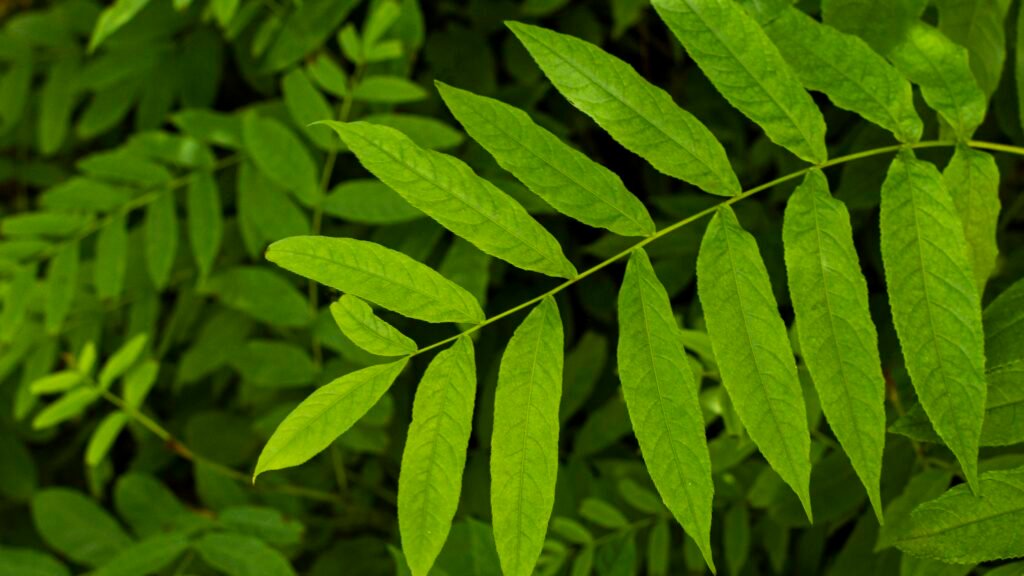 4. Neem: The Powerful Antibacterial Herb