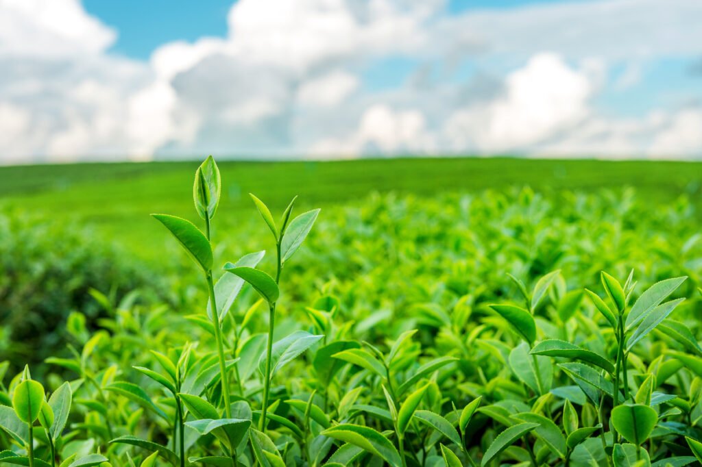 Green Tea: The Antioxidant Powerhouse